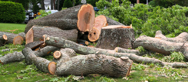 Best Palm Tree Trimming  in Raymond, WI