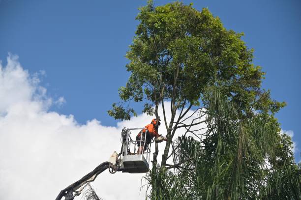 Pest Control for Lawns in Raymond, WI