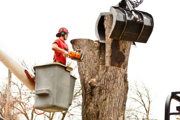 How Our Tree Care Process Works  in  Raymond, WI